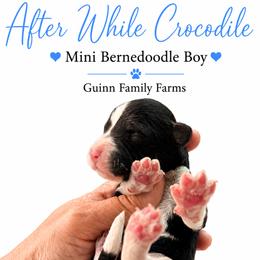 After while crocodile - Tri-color male Bernedoodle puppy in Grove, Oklahoma from Guinn Family Farms