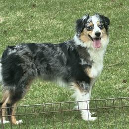 Callie - Miniature American Shepherd