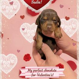 Sadie - Chocolate and tan female Dachshund puppy in Marshall, Texas from Wilson's Kennels