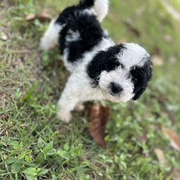 Bernedoodle and Goldendoodle Puppies from Dandelion Doodles