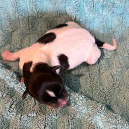 Squiggy - White black and tan male Rat Terrier puppy in Savoy, Texas from Rockin EZ Rat Terriers