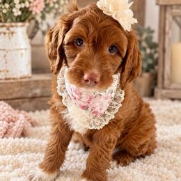 Star - Pink Collar - Red  female Goldendoodle puppy in Huntsville, Alabama from Falcon Ridge Doodles