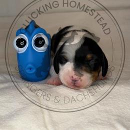 Dory - Piebald female Dachshund puppy in Fond Du Lac, Wisconsin from Clucking Homestead Springers & Dachshunds