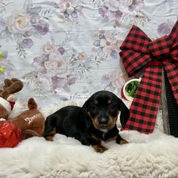 Olive Oyl - Black and tan female Dachshund puppy in Goodyear, Arizona from AZ Low Life Doxies
