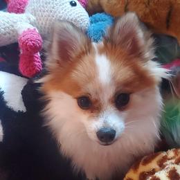 Pomeranians from Perfectly Pampered Pomeranians