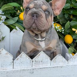 Mimi - Blue female French Bulldog puppy in Tulsa, Oklahoma from EvergreenEliteKennel