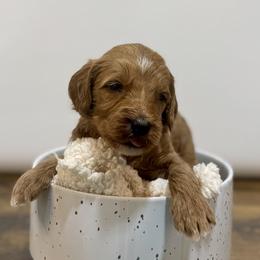 Pecan - Red  male Goldendoodle puppy in Kenansville, North Carolina from J+A Family Doodles