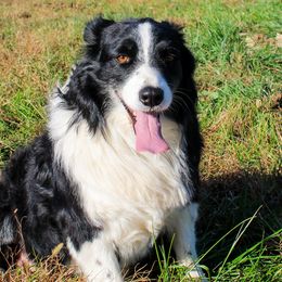 Australian Shepherds and Miniature American Shepherds from Adair Edwards
