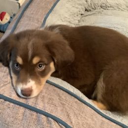 Rose - Miniature Australian Shepherd