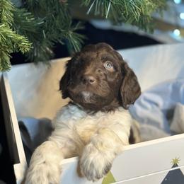 Moose - Green Boy - Parti Goldendoodle puppy in Erlanger, Kentucky from Life is Golden Doodles