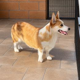 LOLA - American Corgi