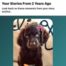 Boykin Spaniel puppies from Drakes Creek Boykins LLC
