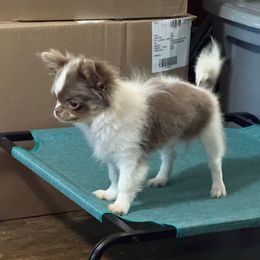 Sol - Chihuahua