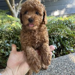Goldendoodle Puppies from Oregon Doodle