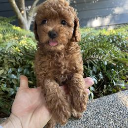 Goldendoodle Puppies from Oregon Doodle