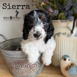 Sierra - AKC - Silky - Black and tan female Dachshund puppy in Kemp, Texas from Koli Acres