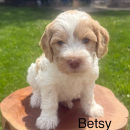 Betsy - Parti Goldendoodle puppy in Stratford, New Jersey from Meadow Lark Doodles