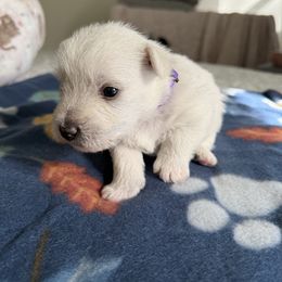 Purple girl - White female West Highland White Terrier puppy in Boaz, Alabama from Creekside Westies