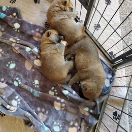 Shiba Inu Puppies from Pendragon Shiba Inu