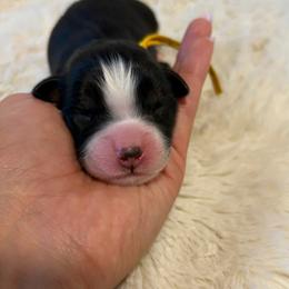 Duval - Black tri-color male Australian Shepherd puppy in Jacksonville, Florida from Autumn's Aussies