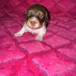 Dachshund Puppies from The Hunters Doxie Den