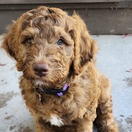 Goldendoodle Puppies from Rosie's Doodle Den
