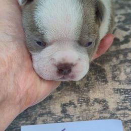 Wasp - Lilac male Boston Terrier puppy in Griffin, Georgia from Celtic Performance Bostons
