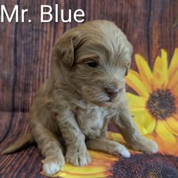 Mr Blue - Apricot male Goldendoodle puppy in Lebanon, Pennsylvania from Robertson's Retrievers and Doodles