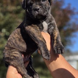 White - Chestnut brindle male Cane Corso puppy in Yale, Michigan from Titan Farms