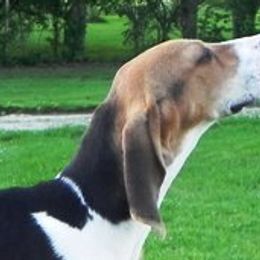 Beagles from Cheryl Mares' Pups