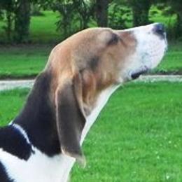 Beagles from Cheryl Mares' Pups