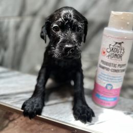 Labrador Retriever Puppies from Red Barn Family Labs