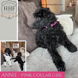 ANNIE - Pink Collar Girl- Black with white markings - Black female Poodle puppy in Charlo, Montana from Heavenly Hilltop Farm