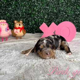 Pink girl - Blue merle female Bernedoodle puppy in Modesto, California from Two Doods Doodles