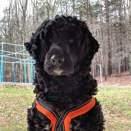 Portuguese Water Dogs from Overlook Portuguese Water Dogs