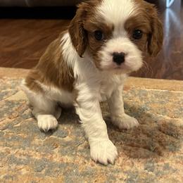 Cavalier King Charles Spaniel Puppies from Sophie’s AKC Cavaliers