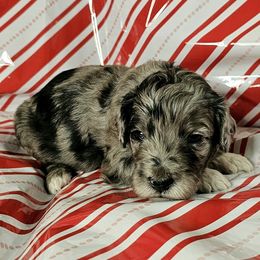 Rudolph (Blue) - Merle male Goldendoodle puppy in Peoria,  Az, Arizona from Not Just "Golden" Doodles