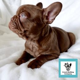 French Bulldog Puppies from The French Bulldog Company LLC