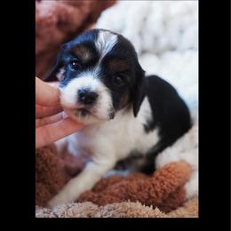 Hermione Granger - Tri-color female Cavapoo puppy in Battle Lake, Minnesota from Panda Puppies