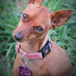 Kira - Miniature Pinscher