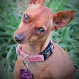 Kira - Miniature Pinscher