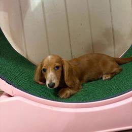 Paige - Cream female Dachshund puppy in Lake City, Florida from My Ditzy Doxies of Florida