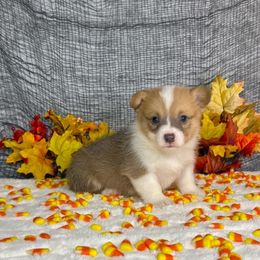 Boy 1 - Red male Pembroke Welsh Corgi puppy in Surprise, Arizona from Ruff and Rowdy Corgis