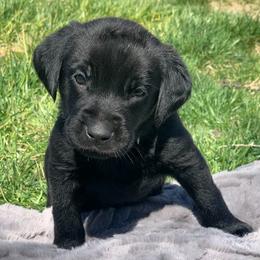 Boy 3 - male Labrador Retriever puppy in Winnemucca, Nevada from Oakley's Mountain View Kennel