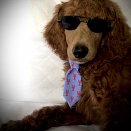 Poodle Puppies from Prissy Pants Poodles LLC