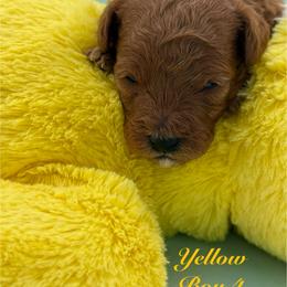 Yellow (Boy 4) - Red  male Poodle puppy in Miami, Florida from Katy's Toy Poodles & Doodles