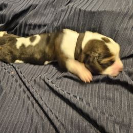 Basset Hound Puppies from The Basset Family