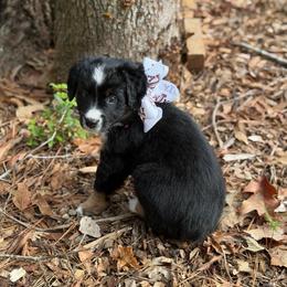 Pearl Black Tri Female - Black tri female Miniature Australian Shepherd puppy in Nacogdoches, Texas from TK Standard, Mini, & Toy Aussies