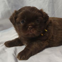 Bailey - Chocolate female Shih Tzu puppy in Memphis, Tennessee from Thorntons Fur Crew
