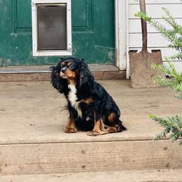 Vega - Cavalier King Charles Spaniel